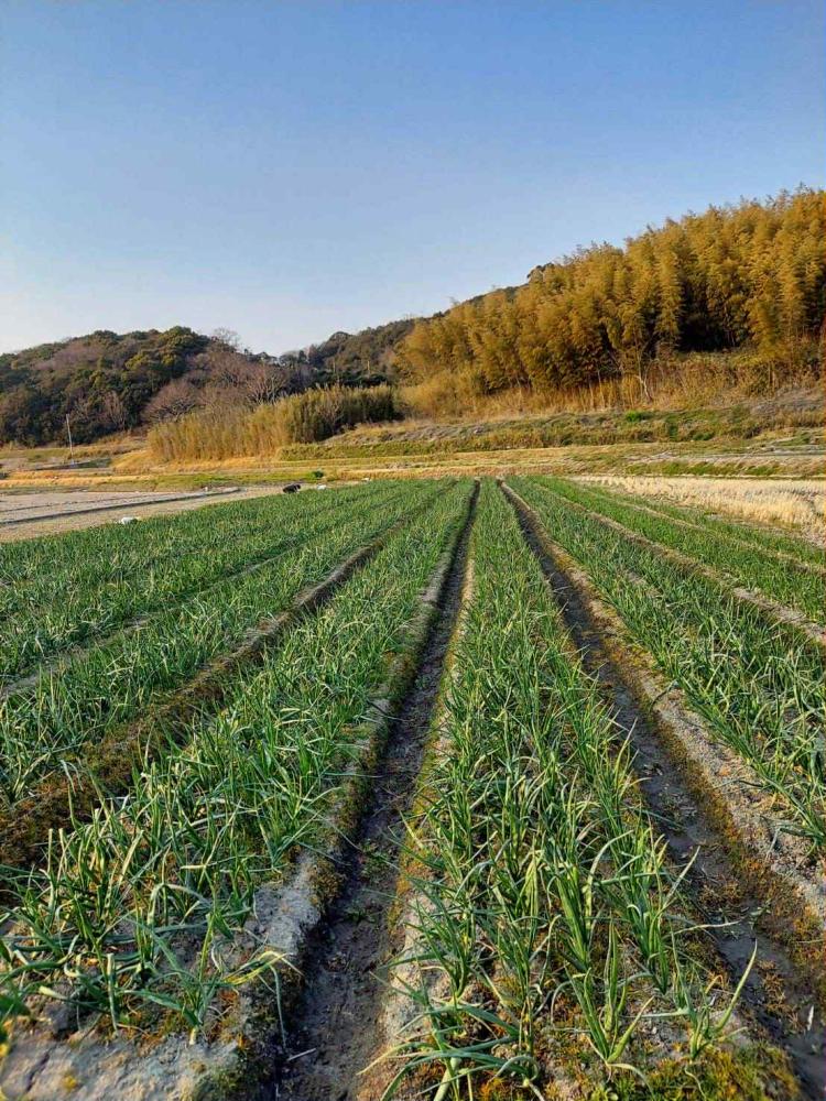 淡路島の農業を持続可能に！地元出身者が0から立ち上げる玉ねぎ事業のEC構築アドバイザー求む