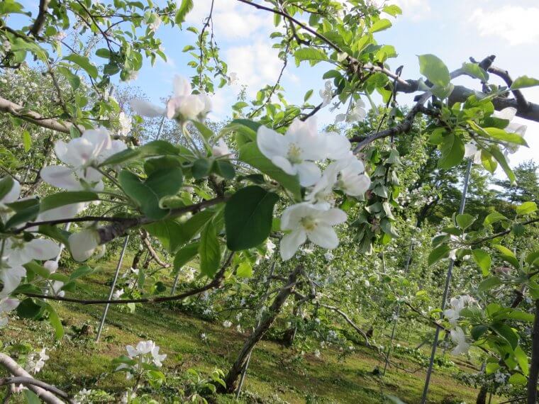 【募集終了】りんごの花が広がる津軽を次の世代に！　「りんご守り人」ＰＲＯＪＥＣＴ