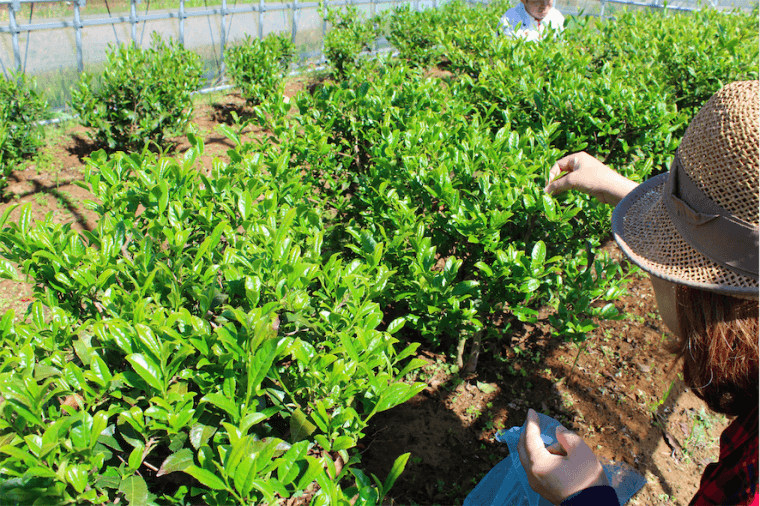 加賀地域で茶栽培からほうじ茶づくりまで。 茶園立ち上げに共に挑戦しませんか?