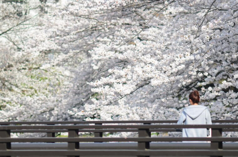 クラファンで桜並⽊サポーターを集めるPJ 板橋区の観光の軸・桜並⽊を守りたい