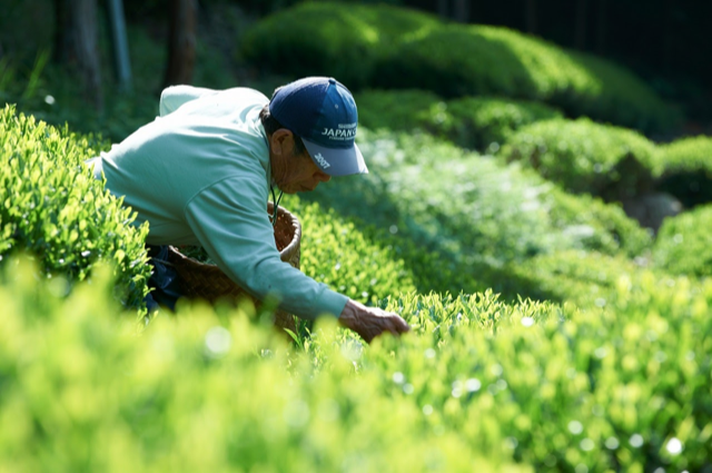 美濃白川茶を『売れる日本茶』にするためのコンセプトづくりプロジェクト。東海地域で知名度ナンバー１を目指すための第一歩を。